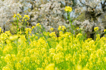 Obraz premium 春の菜の花畑と満開の桜の風景