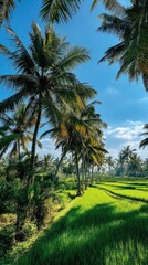 Obraz premium Lush green rice fields framed by tall palm trees under a bright blue sky