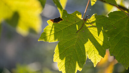 Close-up of green maple leaf in sunlight with shadow details