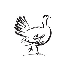  Brush sketch of a turkey raising one leg.