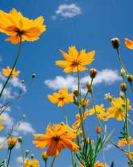 yellow flowers on blue sky background