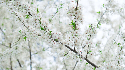 Branch of delicate white blossoms of cherry tree or plum tree in full bloom in early spring. Floral spring banner or greeting card, postcard, poster. Selective focus