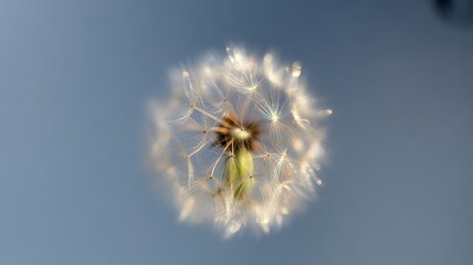 Golden light bokeh overlay, soft glowing orbs, transparent