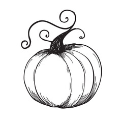 Sketch of a ribbed pumpkin with a thick stem and swirling tendrils.