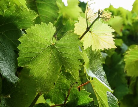 fresh green grape leaves clustered close up
