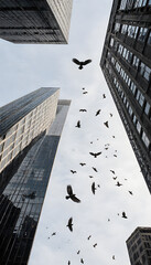 Birds flying amidst skyscrapers in urban environment representing Bird migration  