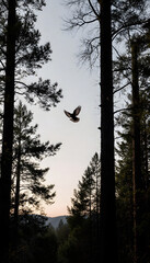 Bird flying over forest trees at dusk, concept of bird migration  