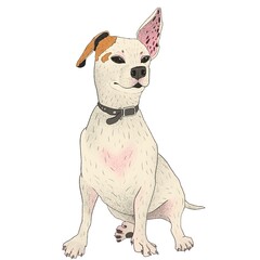 raster image of jack russell terrier on a white background