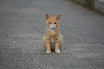 cat on the street