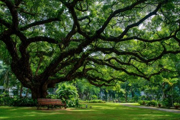 Obraz premium Large tree dominates a park scene with a bench and green grass
