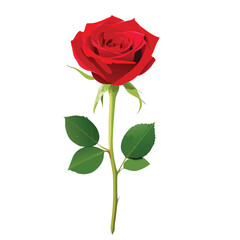 Single red rose with green leaves on white background vector illustration flower