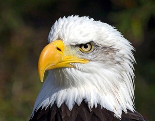 Obraz premium Close-up portrait of a bald eagle, showcasing its white head, yellow beak, and sharp gaze.