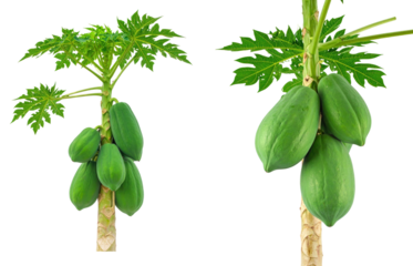 Two Papaya Trees Displaying Green Fruits and Foliage Isolated on a White Background Showcasing Tropical Freshness and Natural Growth