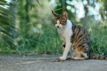 A curious cat sits on a sunlit path in a garden, gazing ahead with calm poise. This serene outdoor scene conveys peaceful solitude and gentle curiosity.