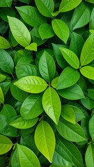 Lush green foliage