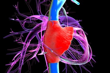 Right atrium, superior and inferior vena cava, 3D illustration