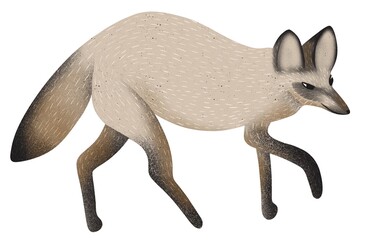 raster image of a big-eared fox on a white background  