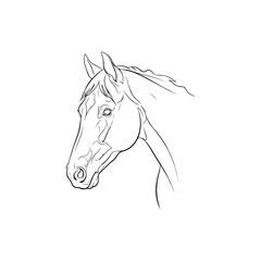 Horse head outline drawing on white background, side profile