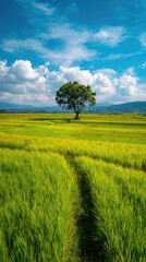 Obraz premium Lone tree in a vast green field, under a bright blue sky with clouds