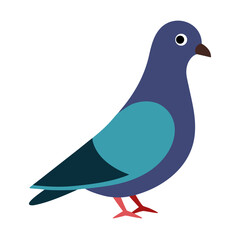 vector illustration of a pigeon