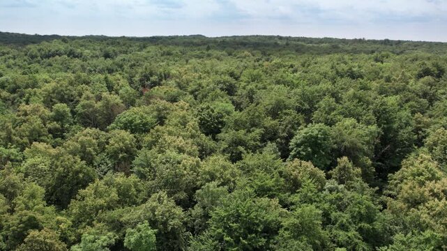 Lateral Drone Flight Over Dense Deciduous Forest Canopy: Smooth aerial drone shot tracking left over a vast and dense green deciduous forest canopy in Germany