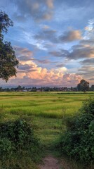 Obraz premium Lush green rice field at dusk, colorful sky. Small buildings in the distance