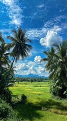Obraz premium Lush green rice fields under a vibrant blue sky, framed by coconut trees