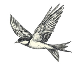 Obraz premium Detailed engraving of a swallow in flight, isolated on transparent background, showcasing its elegant wingspan and streamlined body with intricate feather details