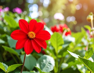 Red Dahlia in Garden