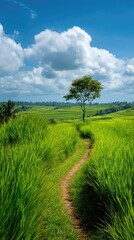 Obraz premium Lush green rice terraces with path to a single tree under blue sky