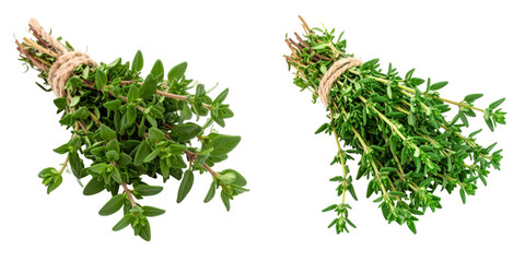 Obraz premium Fresh Green Thyme Bundles Tied With Rope Isolated Against White Background Closeup View