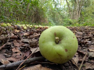 apples in the forest
