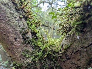 moss on tree