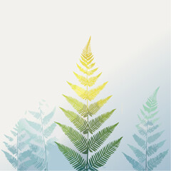 Obraz premium Fern in misty morning light