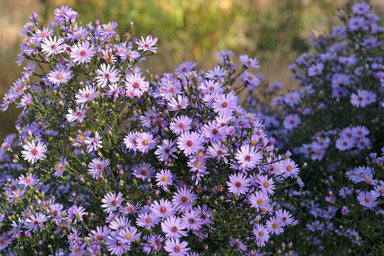 Lilac purple Symphyotrichum Aster or Michaelmas daisies &lsquo;Coombe Fishacre&rsquo; in flower.