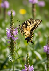 Swallowtail Butterfly Ascending from Blooms in Soft Daylight Ambiance