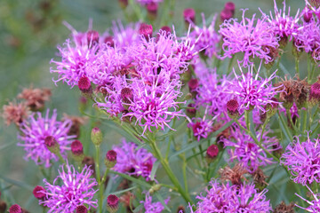 Purple Vernonia lettermannii, narrowleaf ironweed, in flower.