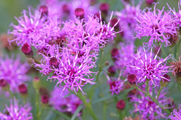Purple Vernonia lettermannii, narrowleaf ironweed, in flower.