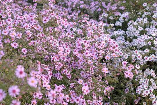 Lilac purple Symphyotrichum Aster or Michaelmas daisies &lsquo;Coombe Fishacre&rsquo; in flower.