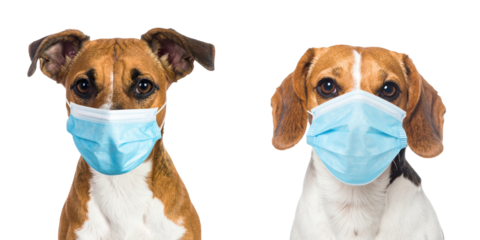 Two Dogs With Brown And White Fur Wearing Blue Surgical Masks In Front Of A White Background