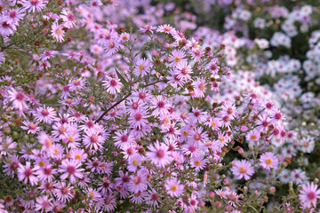 Obraz premium Lilac purple Symphyotrichum Aster or Michaelmas daisies ‘Coombe Fishacre’ in flower.
