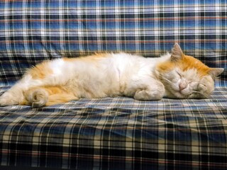 cat lying on a bed