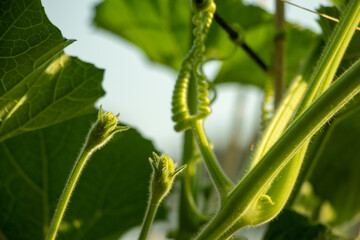 A gourd or squash plant vibrant green leaves, vegetable stems