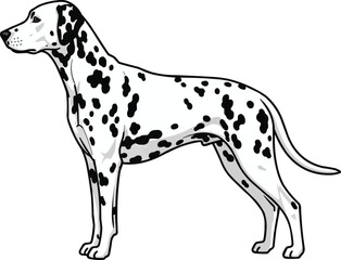 Dalmatian dog standing side profile view vector illustration