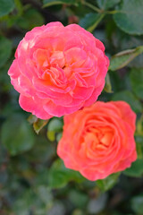 Red and orange bush rose Rosa Korcolipas ‘Volcano’ in flower.