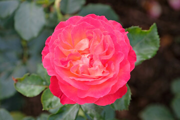 Red and orange bush rose Rosa Korcolipas ‘Volcano’ in flower.