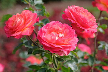 Red and orange bush rose Rosa Korcolipas ‘Volcano’ in flower.