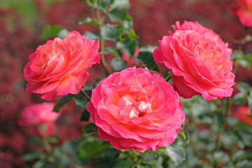 Red and orange bush rose Rosa Korcolipas ‘Volcano’ in flower.