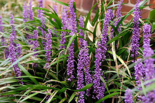 Purple Liriope muscari, Big Blue Lilyturf, in flower.