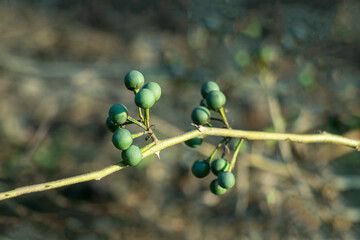 Unripe green berries growing on a thorny stem, as wild eggplant
